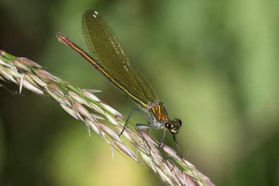 <i>Calopteryx virgo</i>