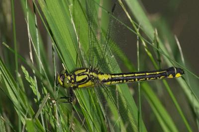 <i>Gomphus vulgatissimus</i>