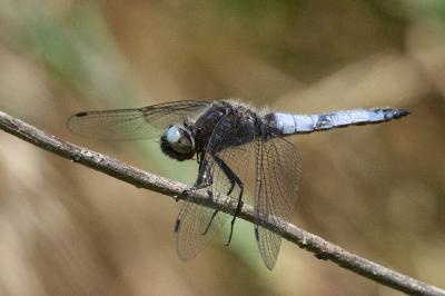 <i>Libellula fulva</i>