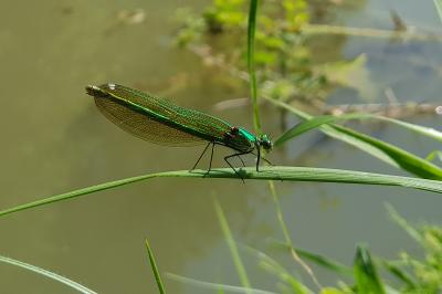 <i>Calopteryx splendens</i>