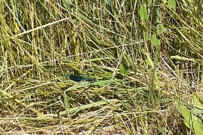 <i>Calopteryx splendens</i>