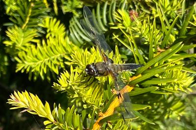 <i>Libellula quadrimaculata</i>