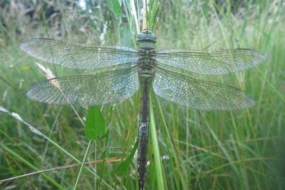 <i>Anax imperator</i>