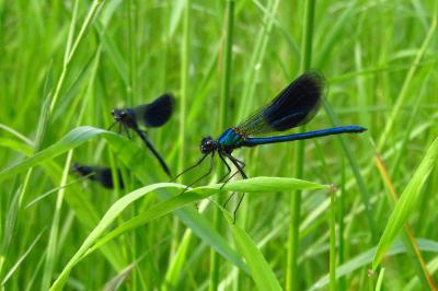 <i>Calopteryx splendens</i>