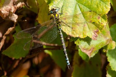 <i>Aeshna cyanea</i>