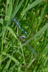 <i>Coenagrion mercuriale</i>
