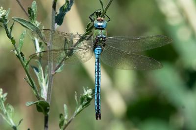 <i>Anax imperator</i>