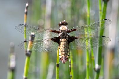 <i>Libellula depressa</i>
