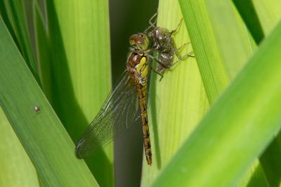 <i>Sympetrum striolatum</i>