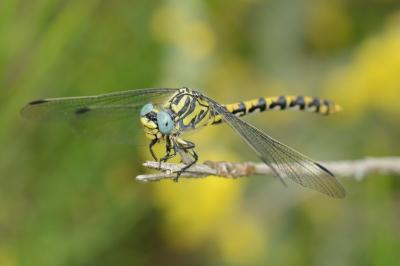 <i>Onychogomphus uncatus</i>