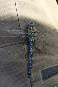 <i>Aeshna affinis</i>