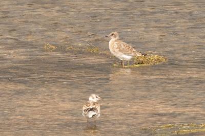 Mouette mélanocéphale
