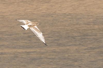 Mouette mélanocéphale