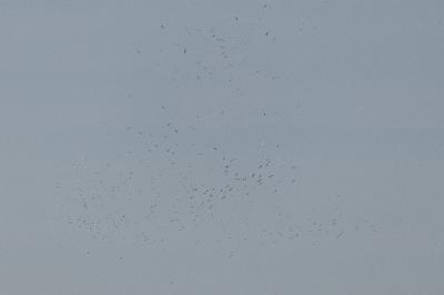 Cigogne blanche