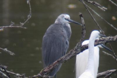 Aigrette des récifs
