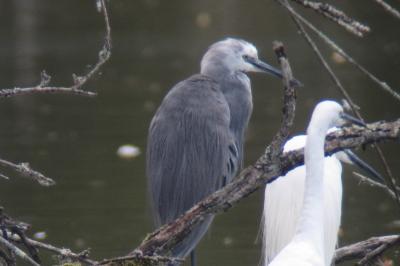 Egretta gularis