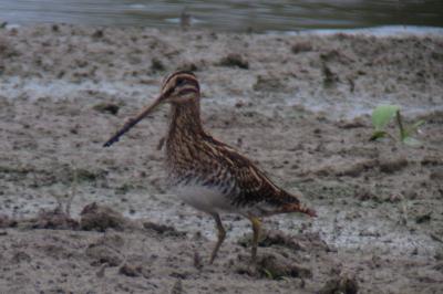 Gallinago gallinago