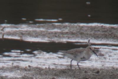 Calidris alpina