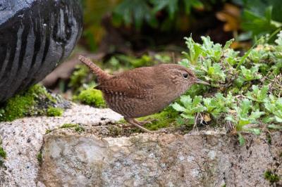 Troglodyte mignon