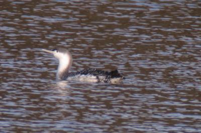 Plongeon catmarin