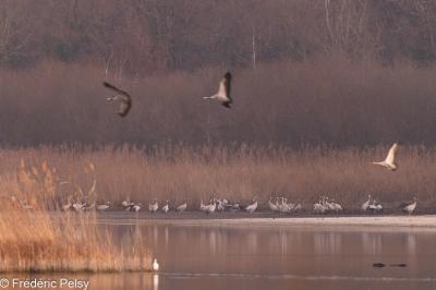 Grus grus