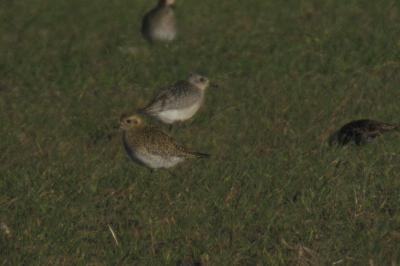 Pluvialis squatarola