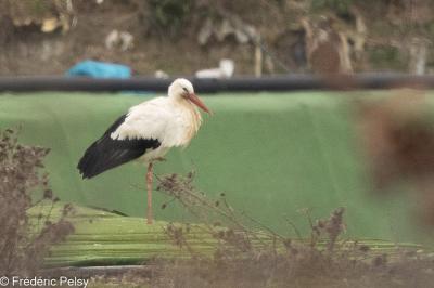 Cigogne blanche