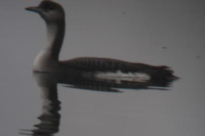 Plongeon arctique