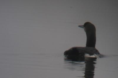 Plongeon arctique
