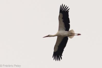 Cigogne blanche