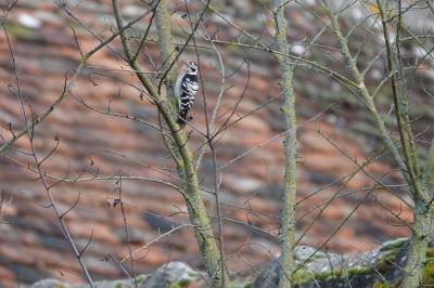 Pic épeichette
