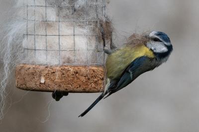Mésange bleue