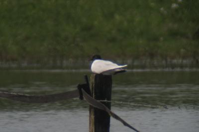 Mouette pygmée