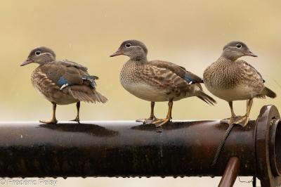 Canard mandarin