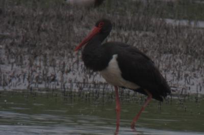 Ciconia nigra