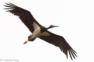 Cigogne noire