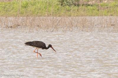 Cigogne noire