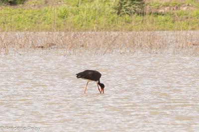 Cigogne noire