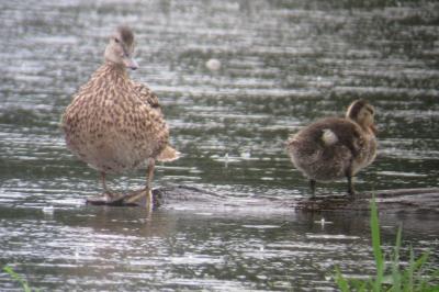 Canard chipeau