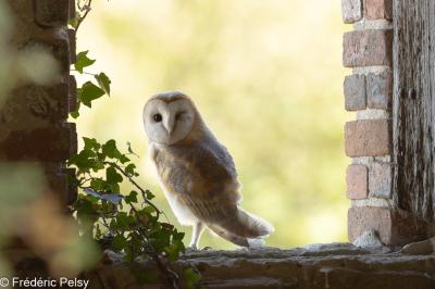 Tyto alba