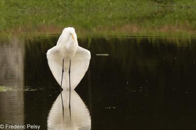 Grande Aigrette