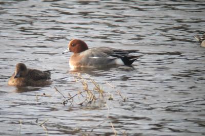 Canard siffleur