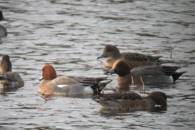 Canard siffleur
