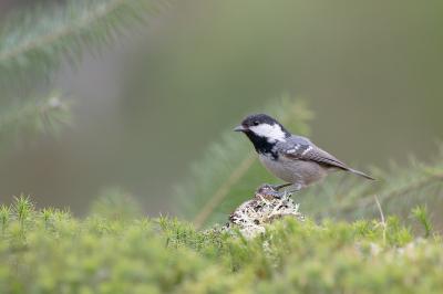 Periparus ater