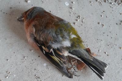 Fringilla coelebs