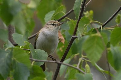 Pouillot de Bonelli
