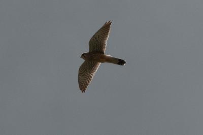 Falco tinnunculus