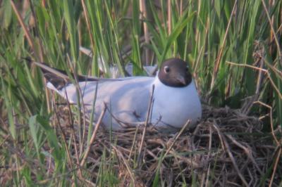Mouette rieuse