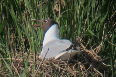 Mouette rieuse