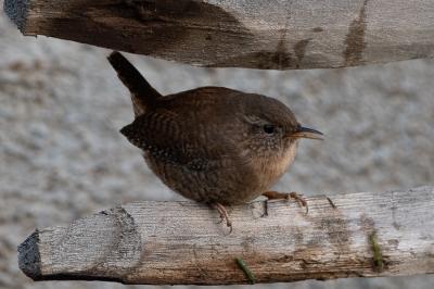 Troglodyte mignon